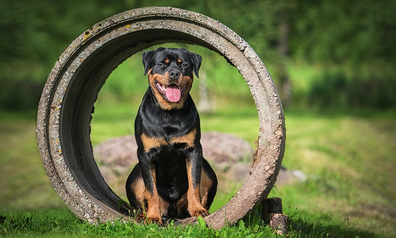 como puedo engordar a mi rottweiler