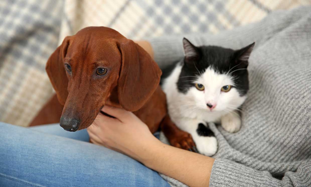 En esto se diferencian los amantes de los perros de los de los gatos