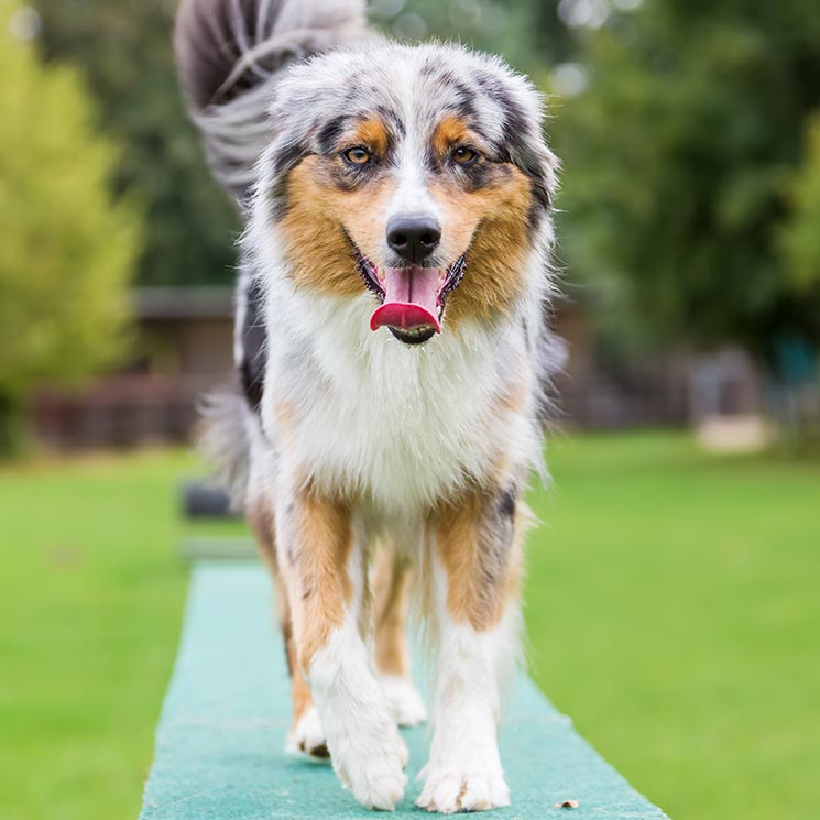 Las razas de perro más apropiadas para practicar 'agility' 