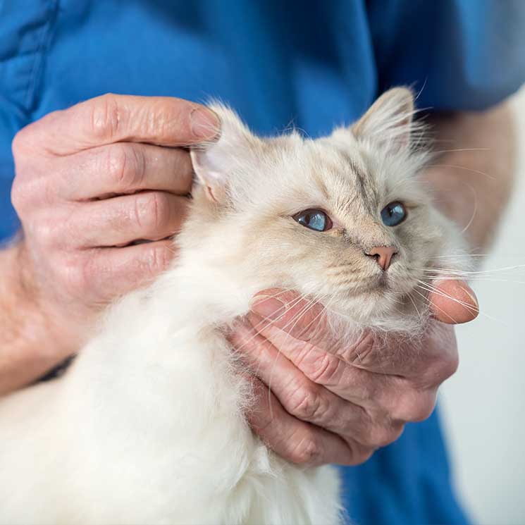 Cómo detectar la otitis en los gatos