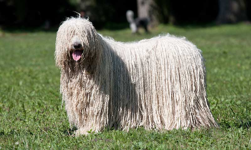 son komondor los perros mas inteligentes