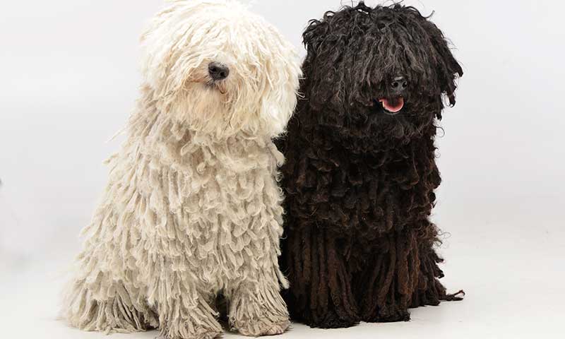 son komondor los perros mas inteligentes