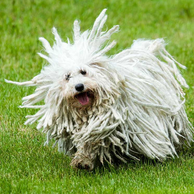 son komondor los perros mas inteligentes