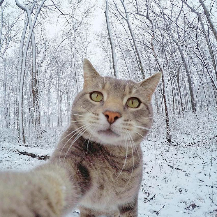 El gato que triunfa en la Red con sus 'selfies'