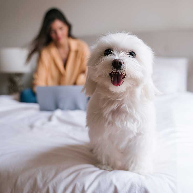 Las diferentes razas de bichón y su personalidad 