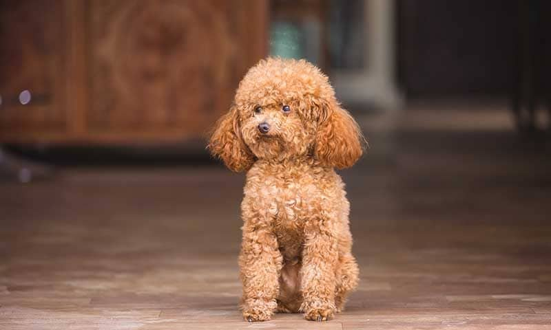 Razas De Perro Caniche Un Carinoso Perro De Compania Foto 1