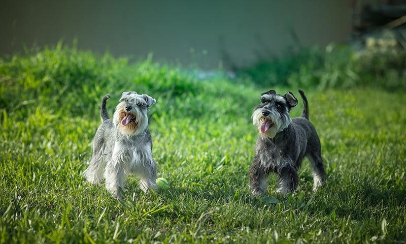 cuanto pesa un mini schnauzer