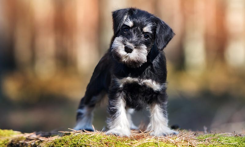 cuánto ejercicio necesita un cachorro schnauzer miniatura