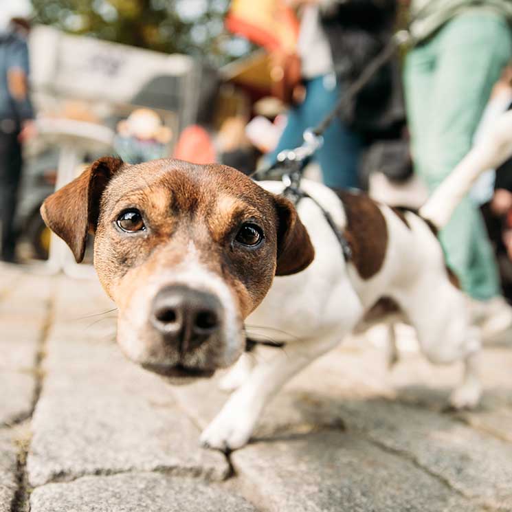 Plan navideño: viaja con tu mascota a ciudades 'pet friendly'