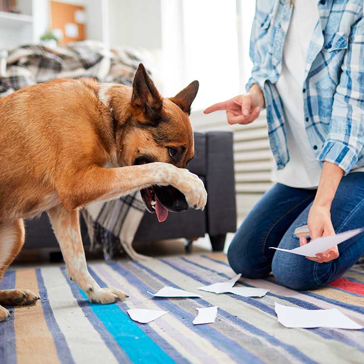 Descubre qué significan estos comportamientos de tu perro