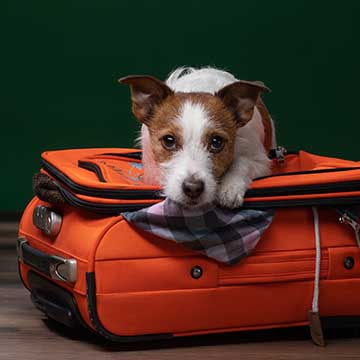 Mascotas: Consejos Para Viajar En Avión Con Tu Perro - Foto 1