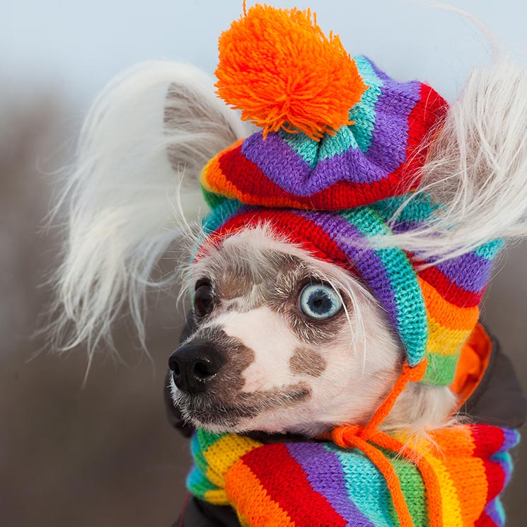 Unas razas perrunas muy simpáticas quieren desearte ¡Feliz Navidad!