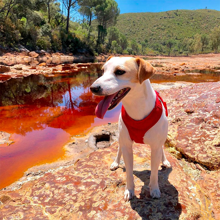 Pipper, el perro 'influencer' que recorre España, estrena cómic