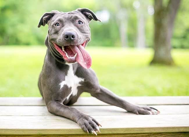 ¿Cuáles son las etapas más importantes en la vida de nuestro perro? 