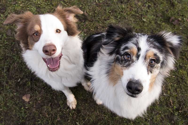 cual es la diferencia entre un border collie y un pastor australiano