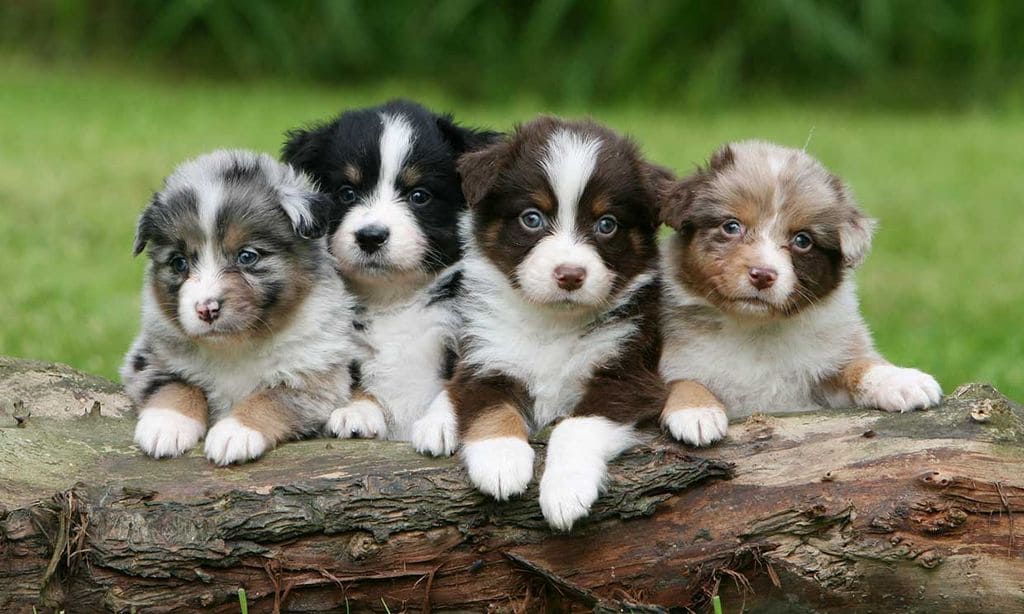 cual es la diferencia entre un border collie y un pastor australiano