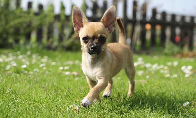 Razas de perro peque os El chihuahua un toy muy longevo Foto 1