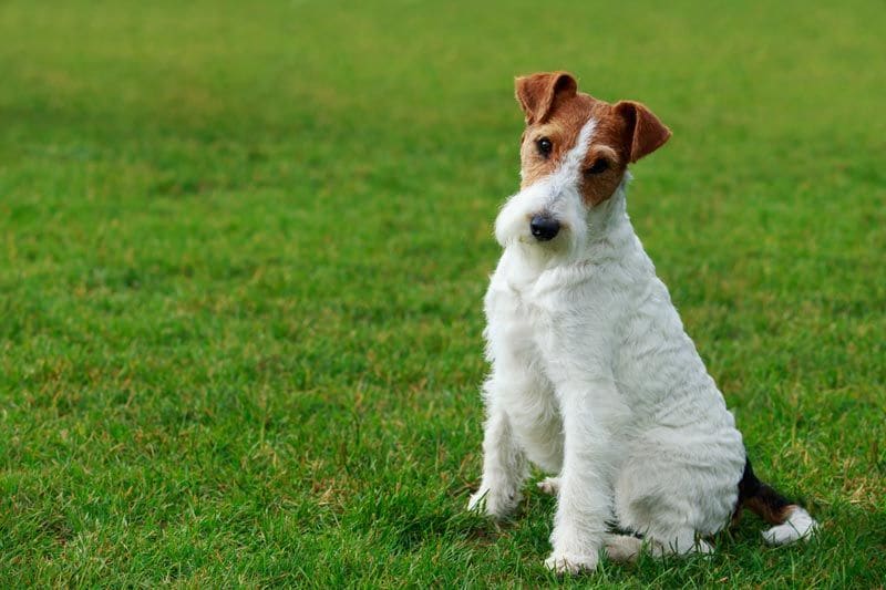 son buenos perros los terriers sedosos