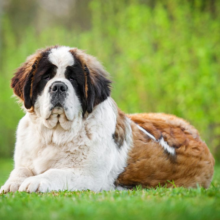 son los grandes perros de montaña suizos los perros más inteligentes