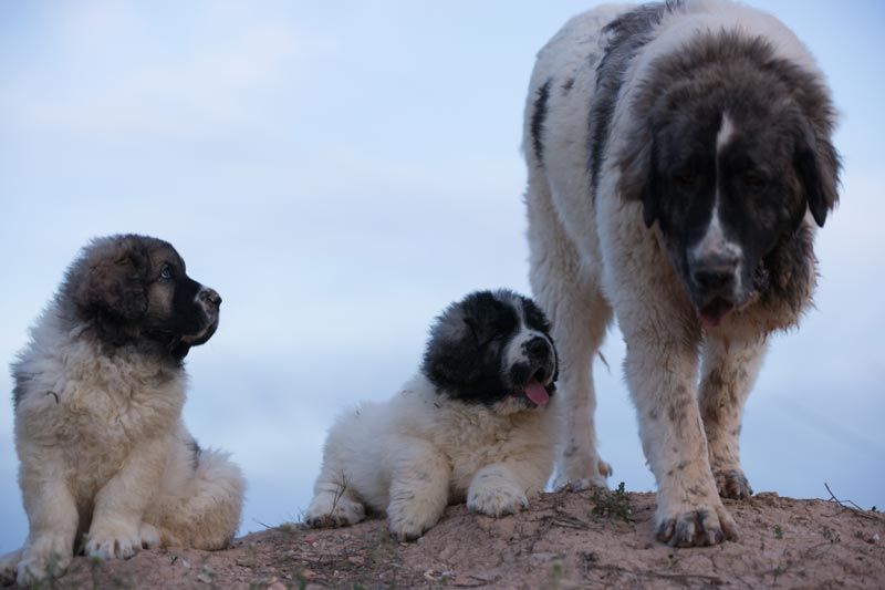 son perezosos los cachorros landseer