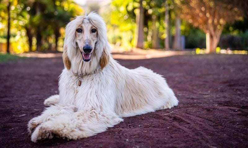 puede un galgo afgano vivir en qatar