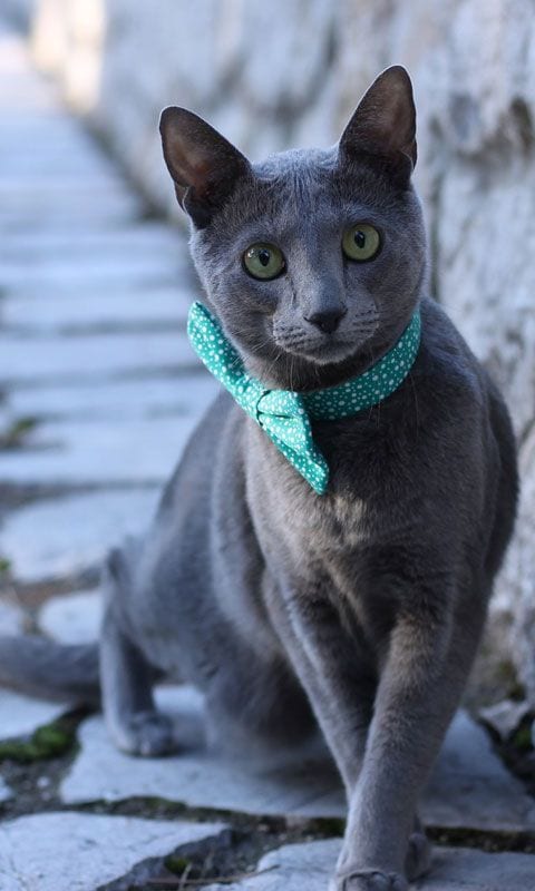 los gatos azules rusos son buenos para los perros