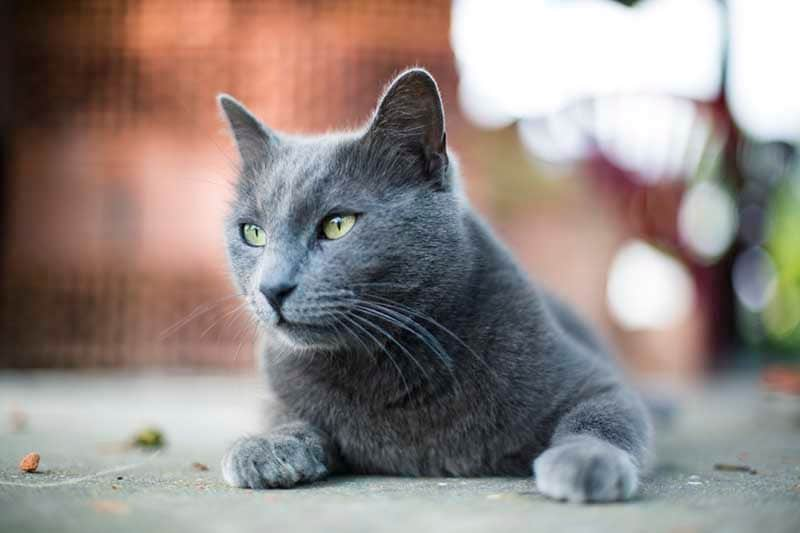 los gatos azules rusos son buenos para los perros