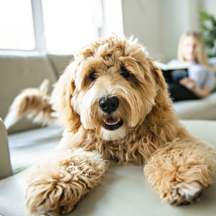 son aussiedoodle los perros mas inteligentes