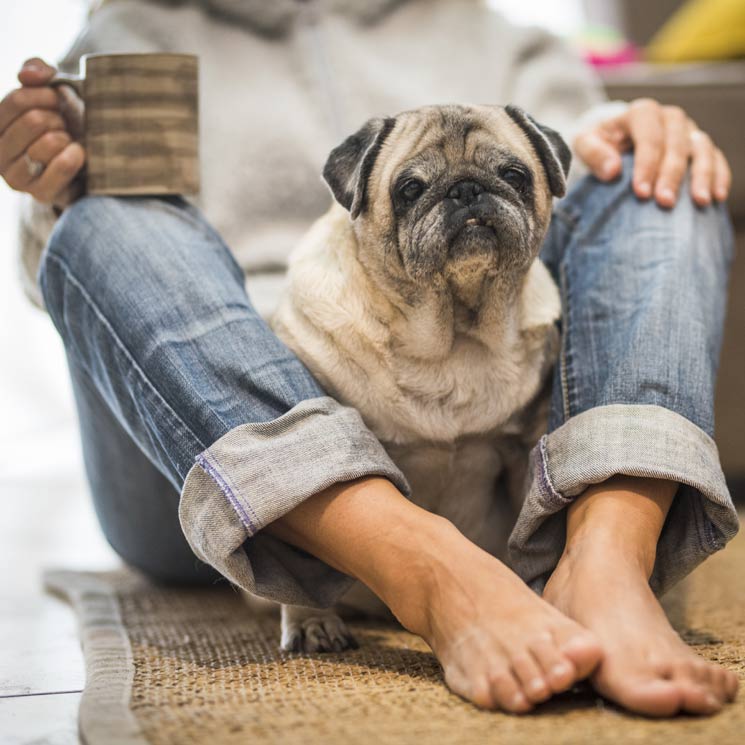 es un perro sentado sobre ti un signo de dominancia