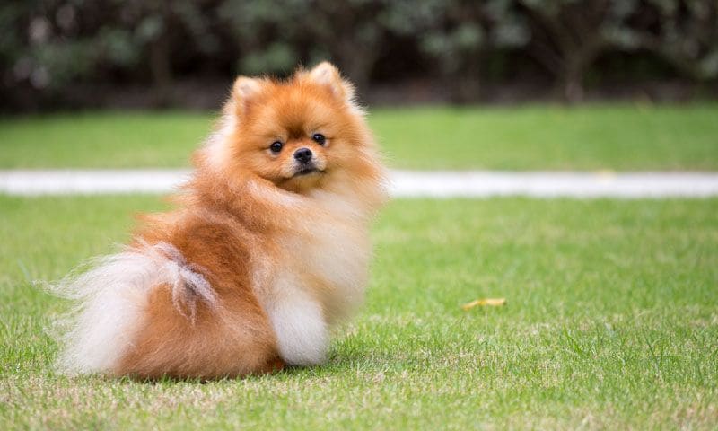 con qué frecuencia hay que pasear a los pomerania