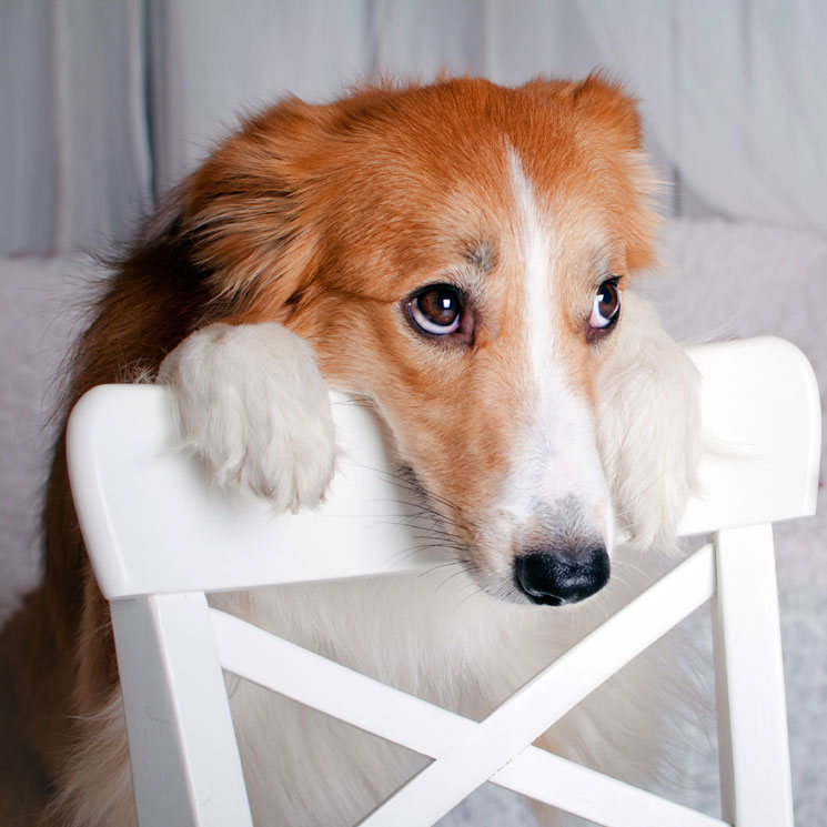 qué le puedo dar a mi perro para un tirón muscular