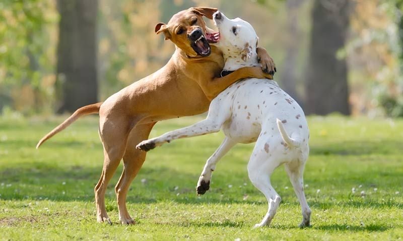 los perros se relacionan con otros perros