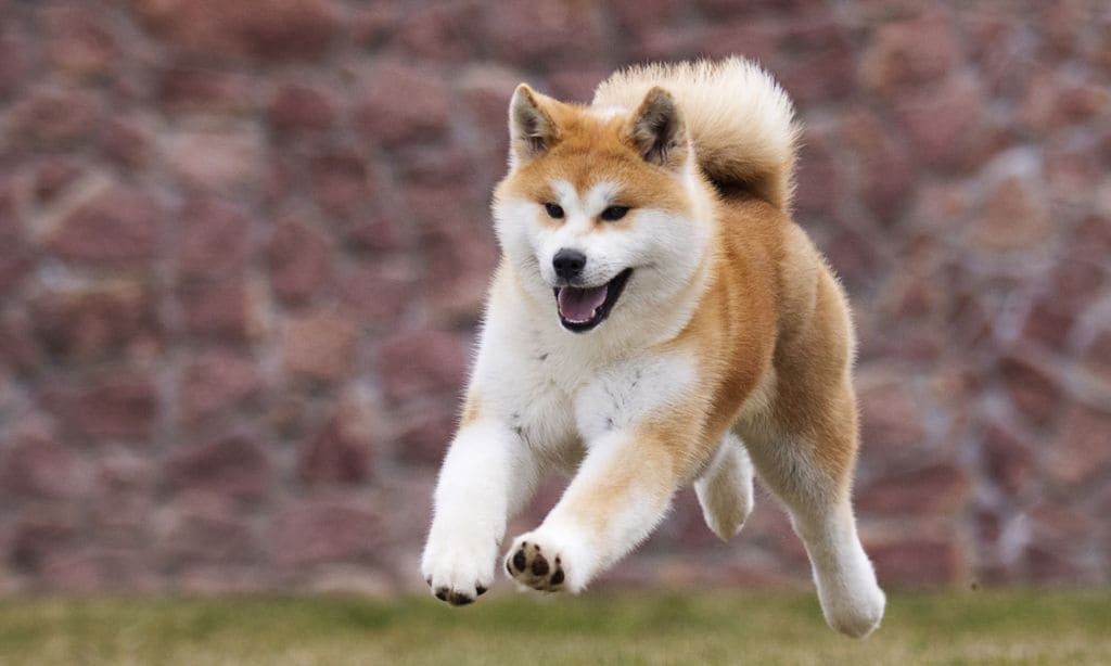 puedes ahogar a un perro