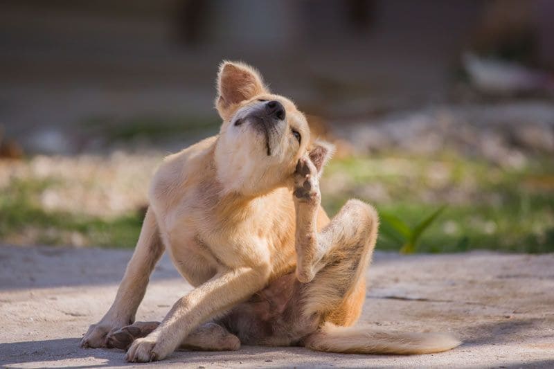 puede un ser humano contraer sarna de un perro