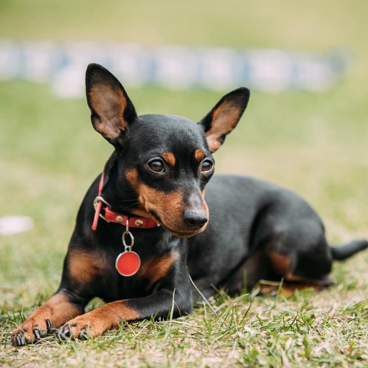 son doberman pinschers alemanes