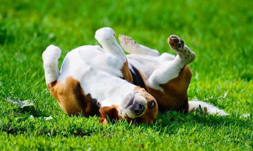 cuál es la forma más rápida de recoger caca de perro