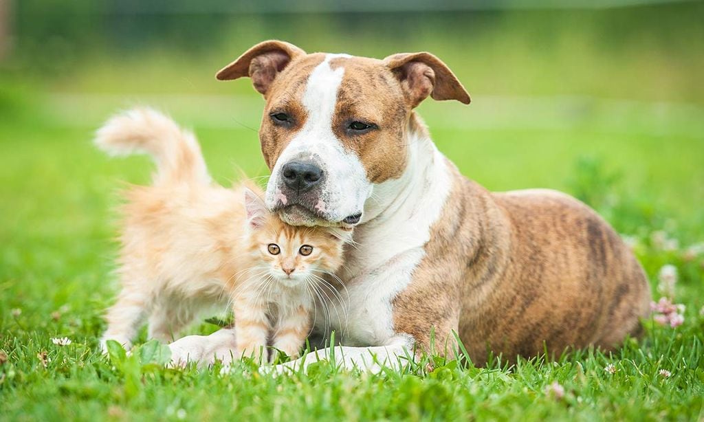 son los gatos más salvajes que los perros