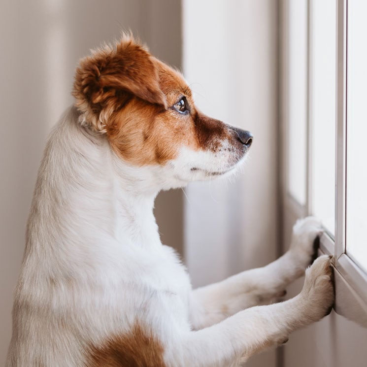 está bien dejar a tu perro sin agua