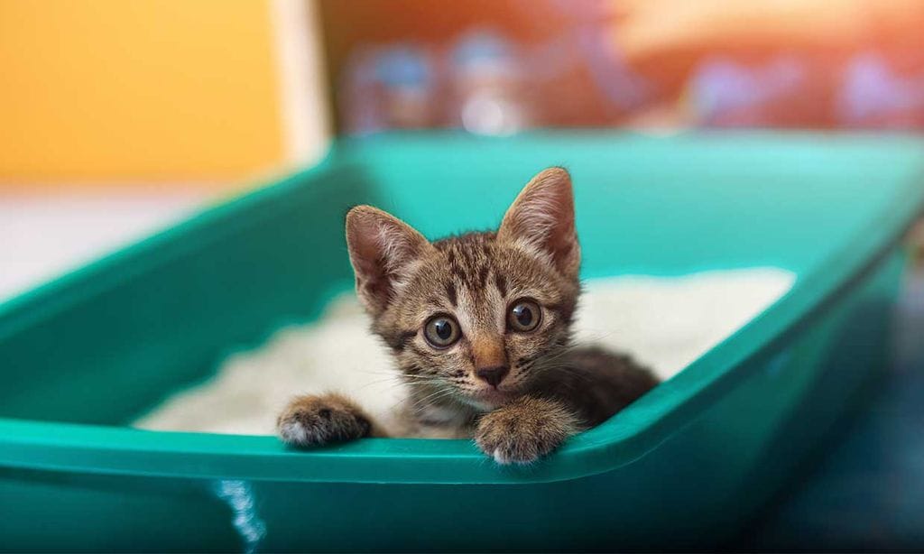 puedes un gato hacer arena para un perro