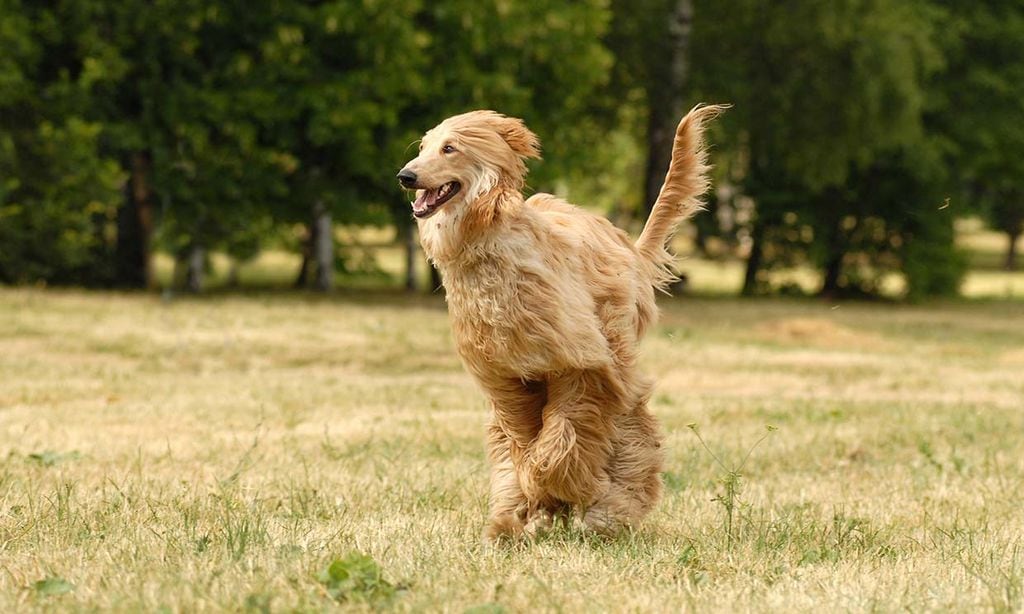 son aussiedoodle los perros mas inteligentes