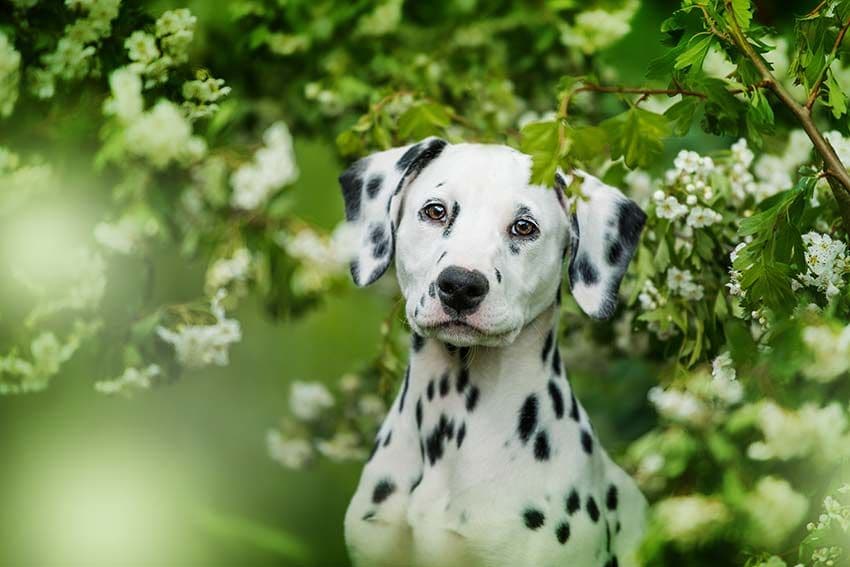 puede un perro estar enamorado de un humano