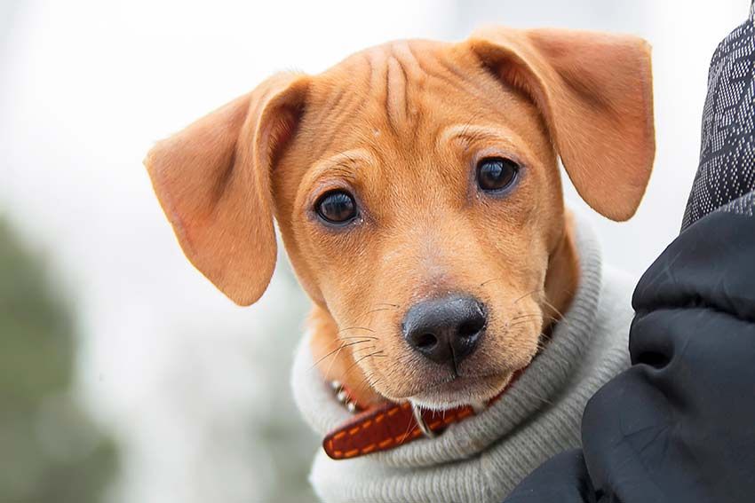 puede un perro estar enamorado de un humano