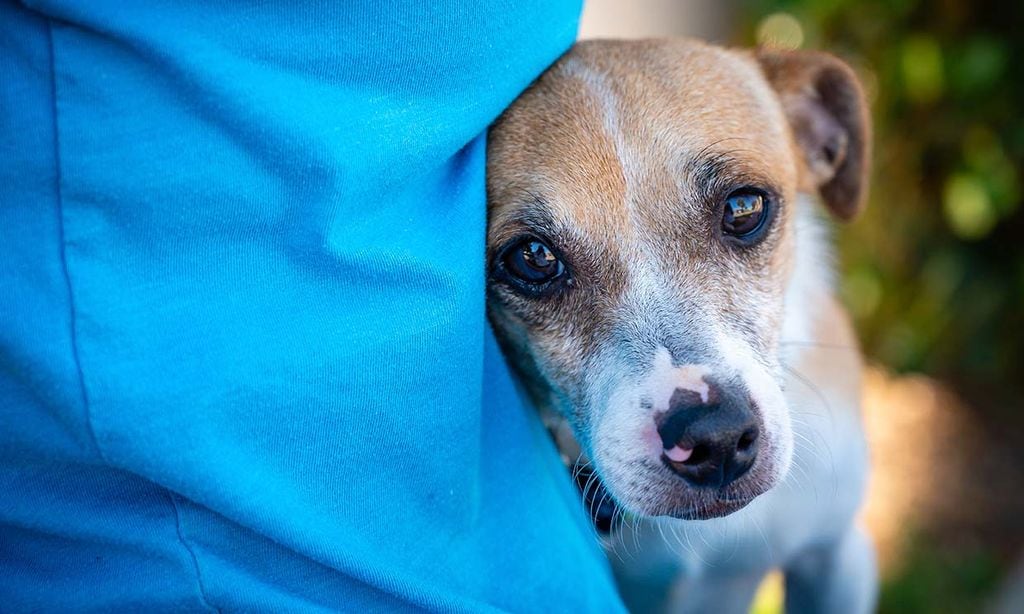 como ayudar a un perro temeroso