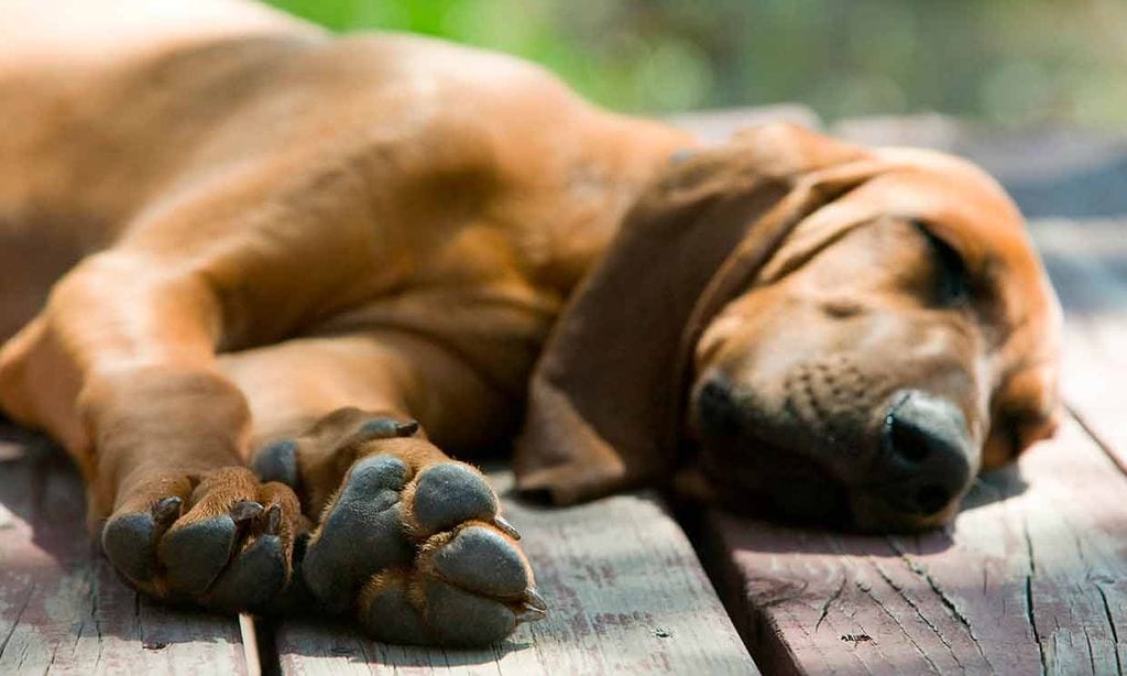 que pasa cuando tu perro muere en el veterinario