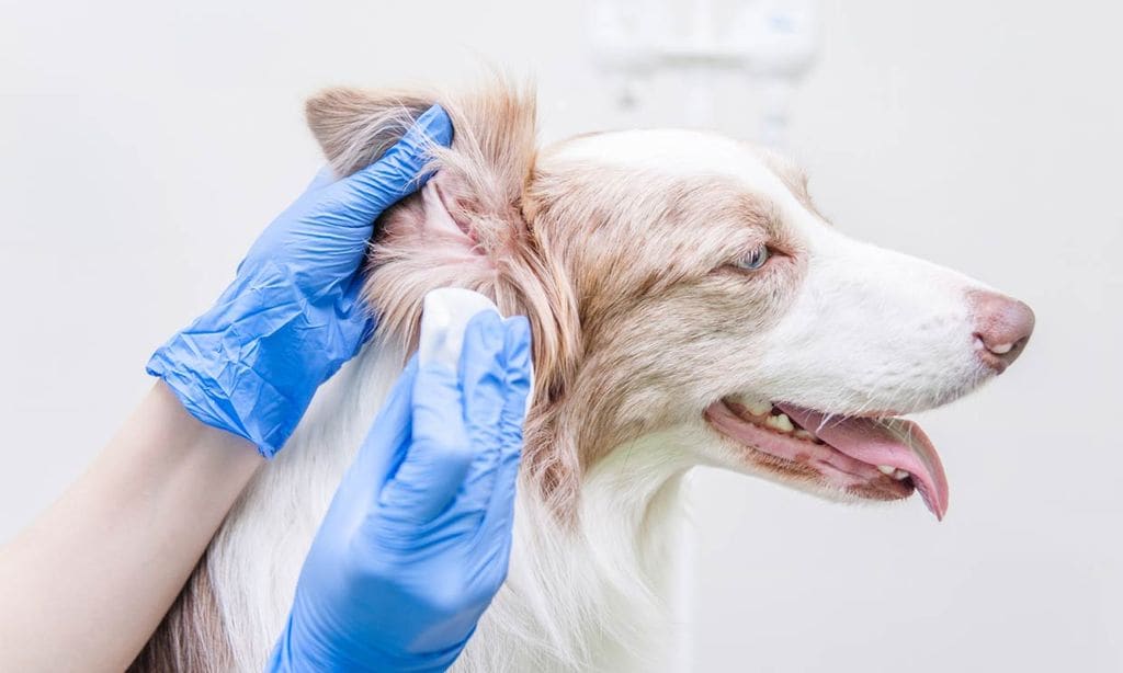 Estos son los cuidados que necesitan los perros de orejas largas y caídas