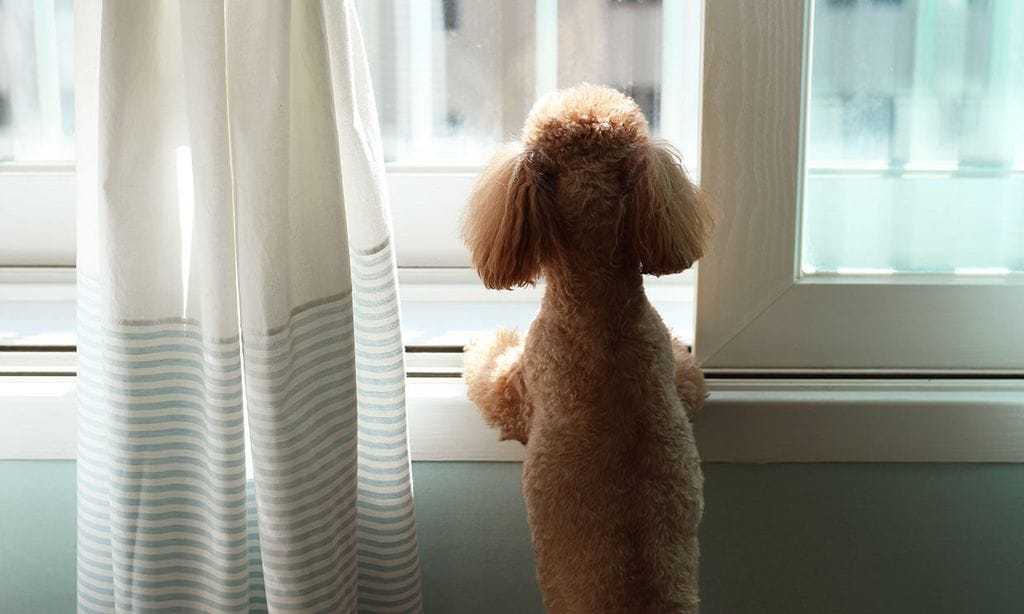 ¿Es perjudicial despedirte de tu perro cuando sales de casa?