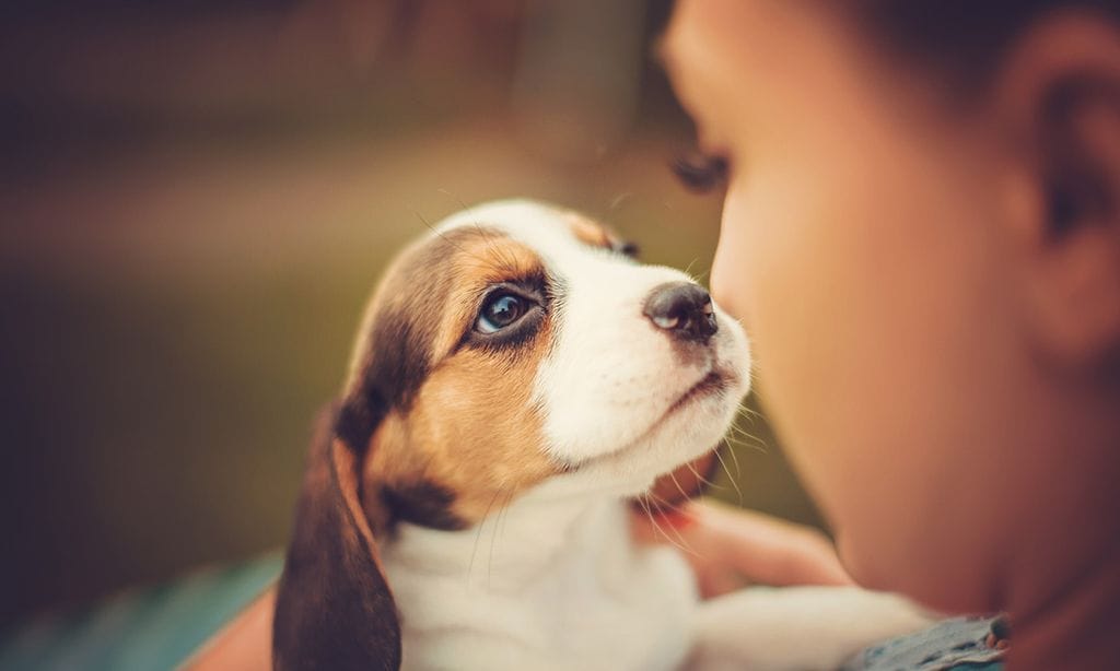 está bien dejar a tu perro sin agua