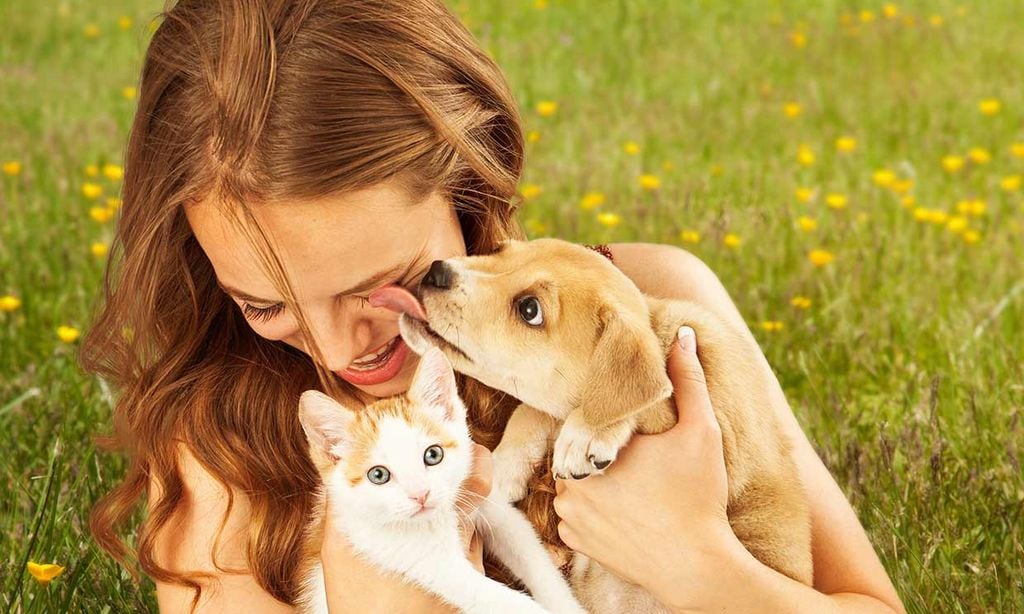 son los gatos realmente más inteligentes que los perros