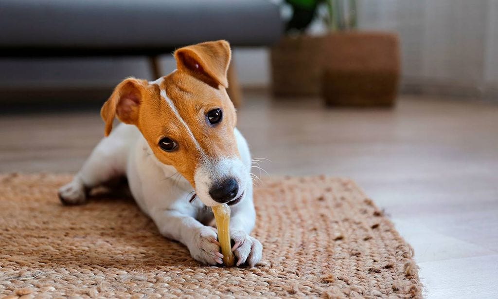 por qué mi perro se queda mirando la comida antes de comer