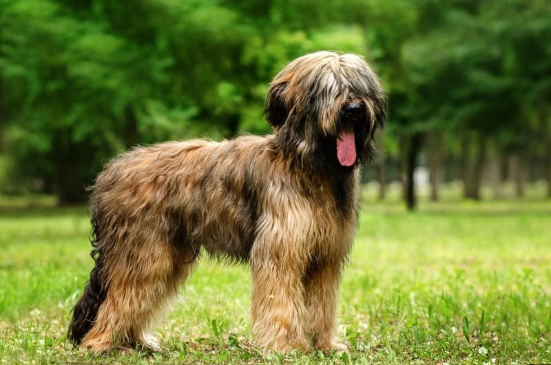 es un briard una buena mascota